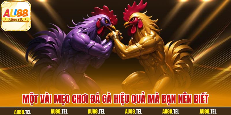 Một vài mẹo chơi đá gà hiệu quả mà bạn nên biết
